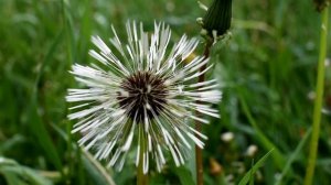 Одуванчик после дождя