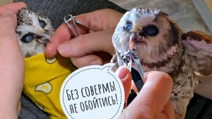 Выдаю совам Лучику и Чучундию мясы. Подрезаем клюв сычу Чучундрию. Уже 11 лет каналу!