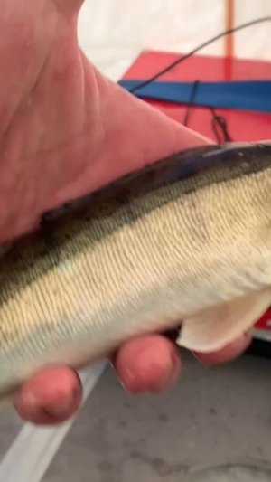 СУДАК на МОРМЫШКУ.Вы бы что сделали с таким:1-выпустили,2-зажарили,3-пирог? Во 2 части покажу