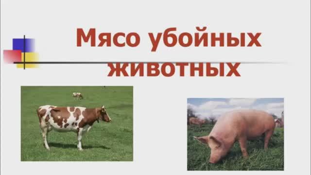 641, МДК 01.03, 19.01.2026 - Продолжение темы «Мясо убойных животных» смотреть онлайн