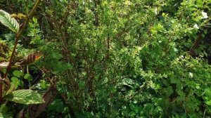 57-моя ДАЧА .Гортензии рулят.. и продолжаю обрабатывать клубнику.3 часть(20.08.-22.08.21)