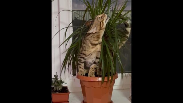 БЕНГАЛ ЛАЙФ: ПОДБОРКА #2😺