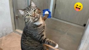 СМЕЙСЯ ДО СЛЁЗ 🤣 ВЕСЕЛАЯ ПОДБОРКА ПРИКОЛОВ С ЖИВОТНЫМИ😁