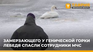 Замерзающего у Генической Горки лебедя спасли сотрудники МЧС