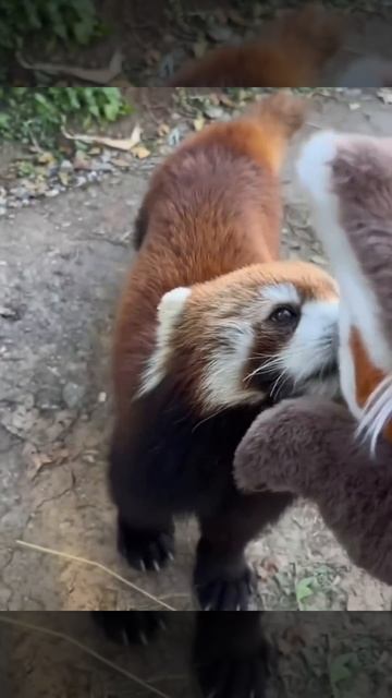 1000102631.mp4 смотреть онлайн