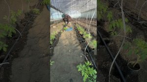 Высадка рассады в теплицу январь 2026 года