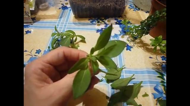 2136. Черенкую петунию и колиброшку. ВПЛ