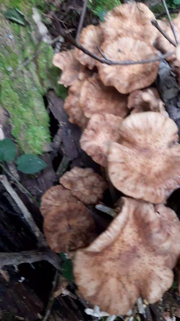 Опята смотреть онлайн