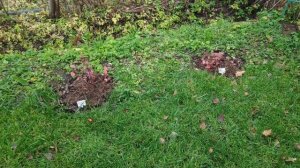 74-ДАЧА мой  ОГОРОД часть 2(31.10-01.11.21)