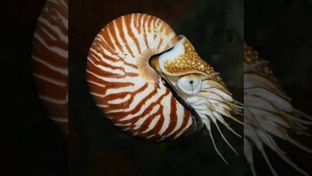 Наутилус помпилиус