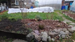 78- Дача  укрываю розы..подготовка к зиме.2 часть(20.11.21.-21.11.21)