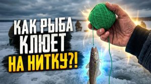 Рыба клюет на нитку. Зимняя рыбалка в Приморье
