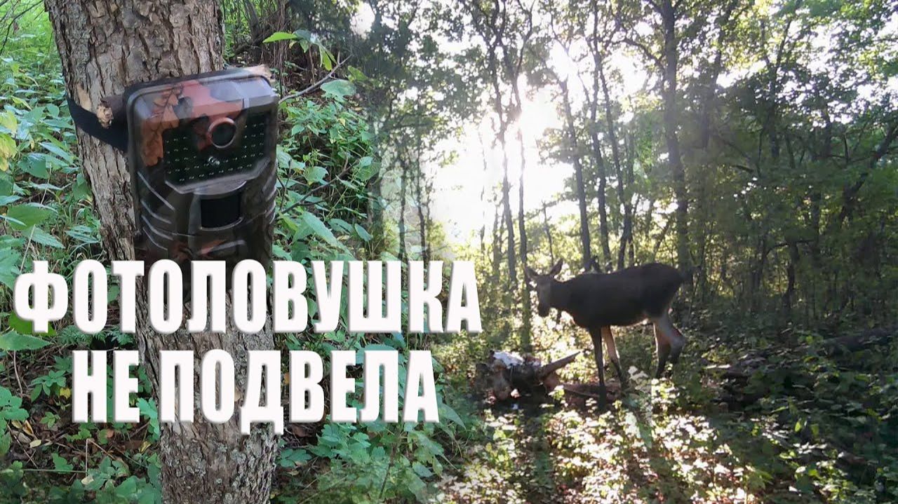 Проверка. Фотоловушка не подвела / Фотоловушка в лесу