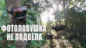 Проверка. Фотоловушка не подвела / Фотоловушка в лесу