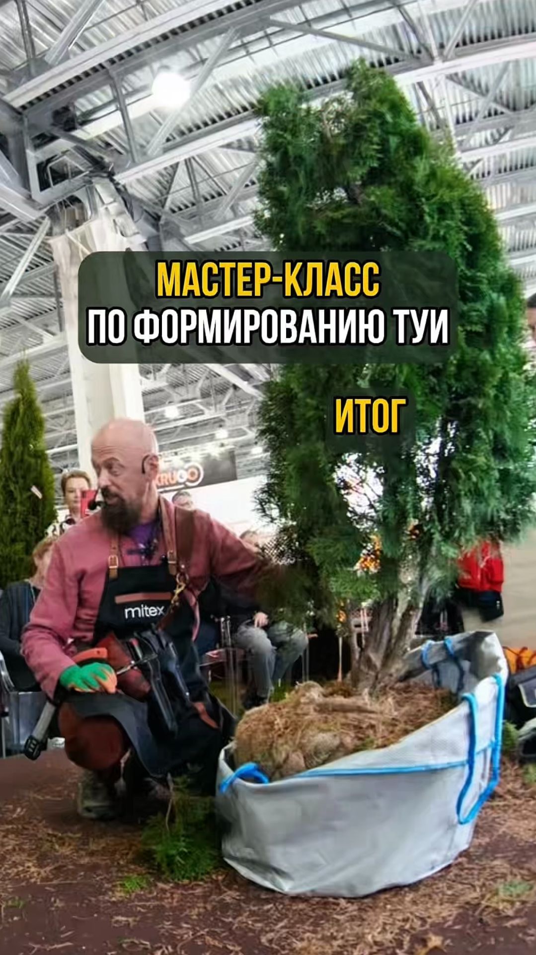 Мастер-класс по формированию туи. Итог смотреть онлайн