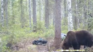 Охота на МедведяДобыто два крупных зверя