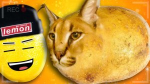 Я ПОГЛАДИЛ ВСЕХ ШЛЁП В РОБЛОКСЕ! НУБАСТЕР