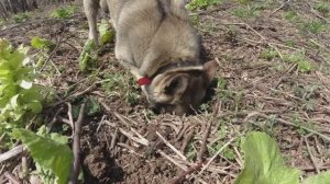Удивительный металлокоп.Коп на складе геологов.Наконечники.Штанги.Шестиграники.Запчасти.Нашёл инт...