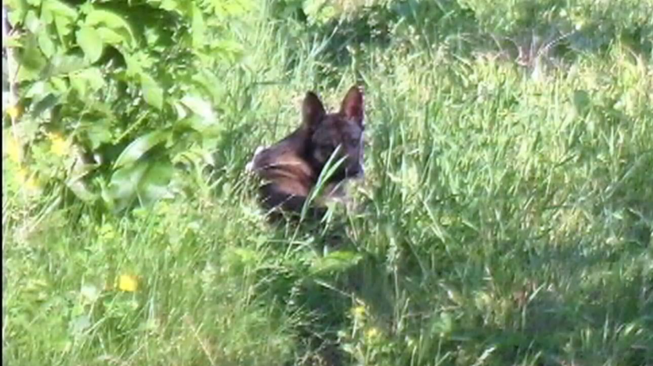Если на даче вредят домашние животные смотреть онлайн