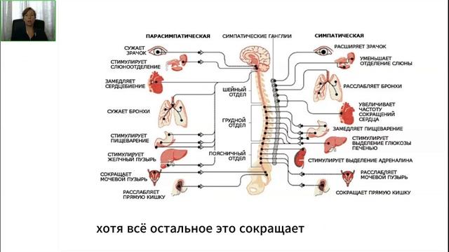 Как работает мозг? Нервная система для психологов и не только. 1 часть