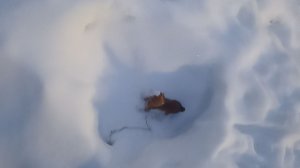 Совместный клип ( восходящая звезда, Пегас)