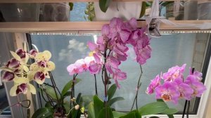 Орхидеи 🌺 Дела цветочные 17.01.26 🪴🌸🌼