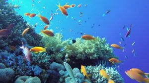 Аквариум с Рыбками: Подводный Мир Кораллового Рифа