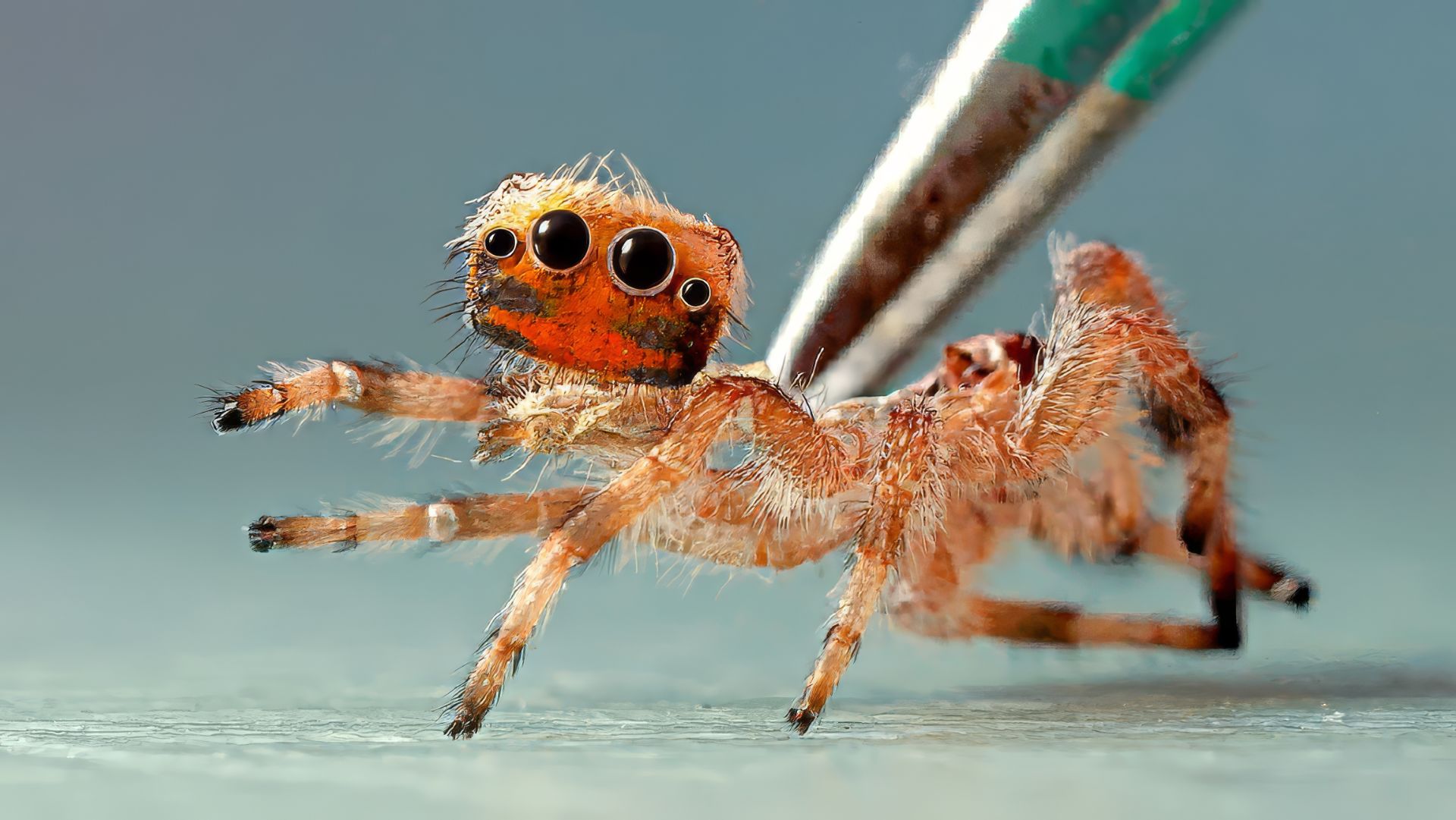 ЧТО-ТО ПРОИЗОШЛО С ПАУКОМ РОДРИГО