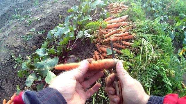 ВЫРОС ОТЛИЧНЫЙ УРОЖАЙ. УБОРКА УРОЖАЯ. смотреть онлайн