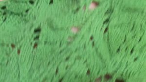 Ёлка распустилась!