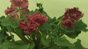 17.01.2026.Москва.Выставка фиалок в Доме фиалок.