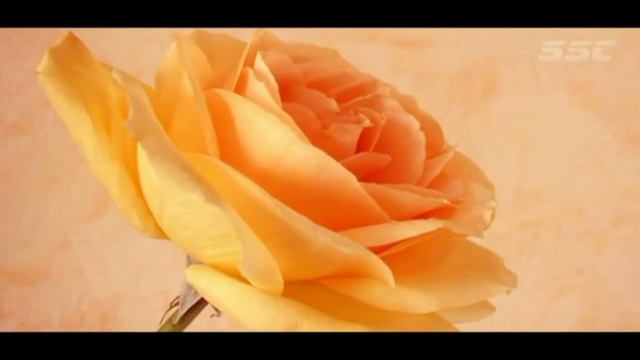 Вальс-ностальгия Я подарю тебе букеты роз смотреть онлайн