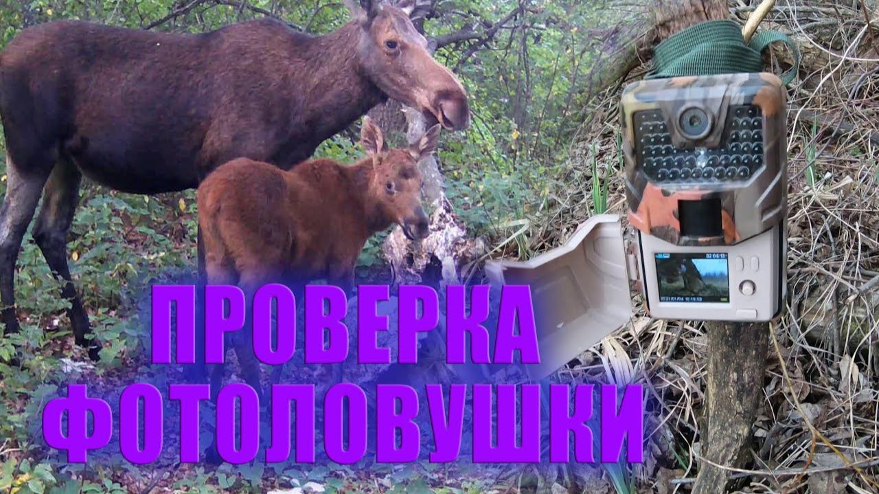 Проверка ФОТОЛОВУШЕК, сплошные НЕУДАЧИ / Фотоловушка в лесу