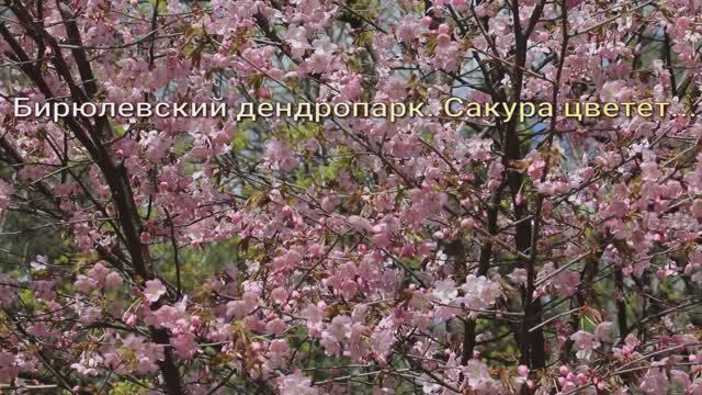 Сакура в Дендропарке. Часть 1 смотреть онлайн