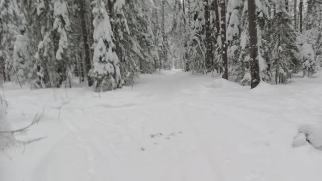 Не законный вырубка . Как обезвредить.Воры ворует деревья Осина . Зима 2026 год.