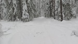 Не законный вырубка . Как обезвредить.Воры ворует деревья Осина . Зима 2026 год.