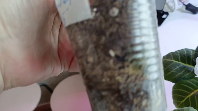 как укореннить листики глоксиний? видео урок 🌿🤗❤ смотреть онлайн