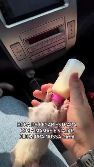 Видео от МЯУтаверс – как метавселенная, но с котами