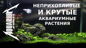 Неприхотливые и крутые аквариумные растения для начинающих и медленных травников