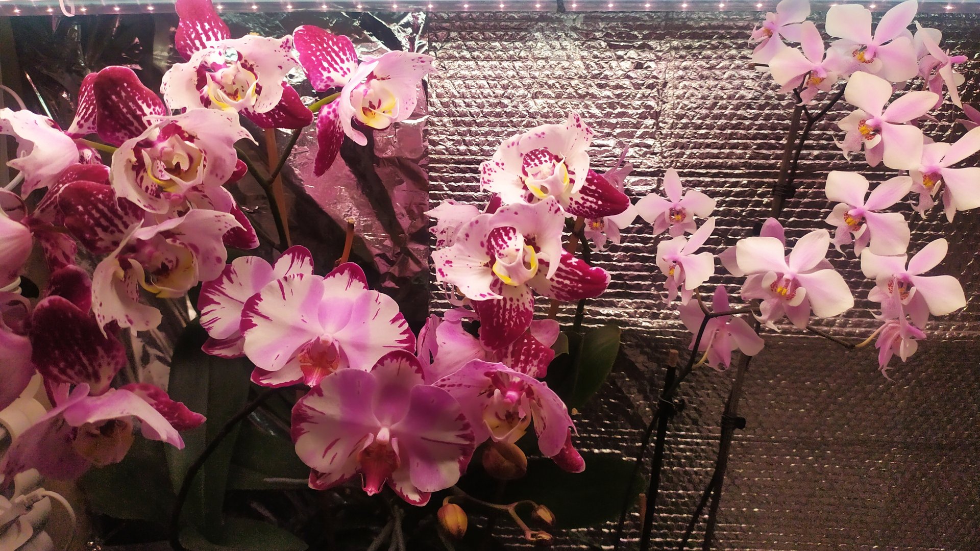 Домашние цветение орхидей. Новые орхидеи. Орхидеи Бабочки. смотреть онлайн