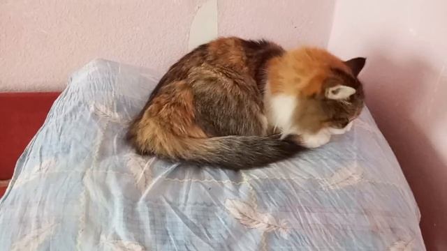 Муся принцесса на горошине. смотреть онлайн