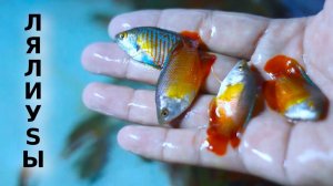 Лялиусы - нежные красопетры!