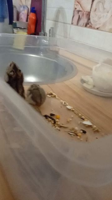 хомячий детский сад1