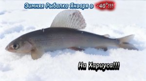 Суровая Зимняя Рыбалка на Хариуса в -40°!!! 
 Январь 2026!!!