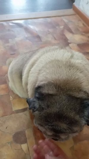 1000079902.mp4 Наша Моника🥰🥰🥰