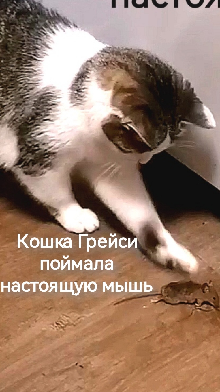 Кошка Грейси поймала настоящую мышь