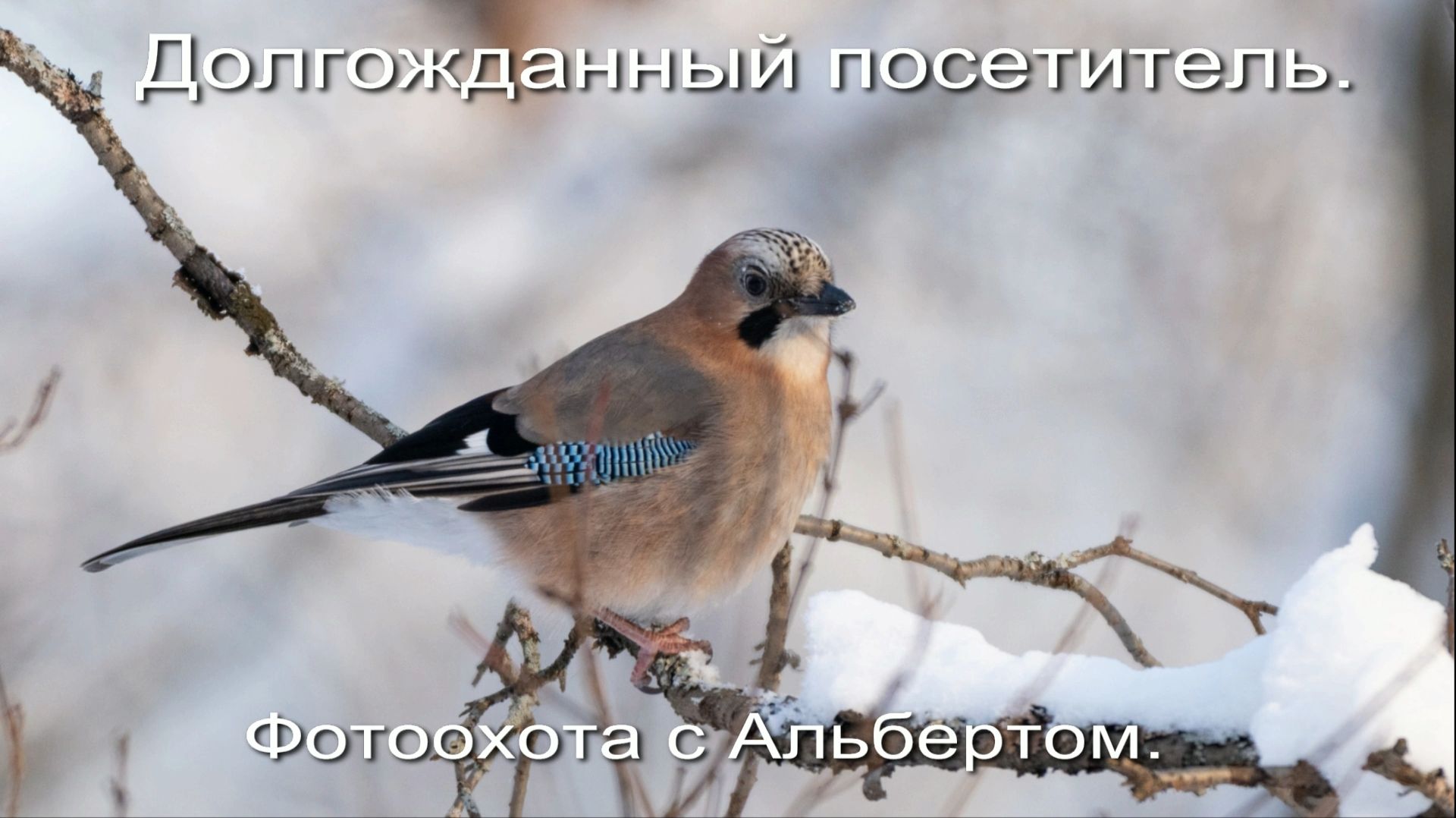 Фотоохота с Альбертом. Долгожданный посетитель.