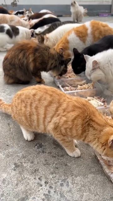 Хозяйка кошачьего царства смотреть онлайн