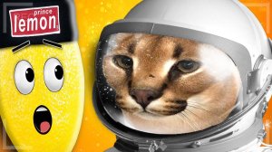 ШЛЕПА ПОКИНУЛ ПЛАНЕТУ НАВСЕГДА! Нубастер