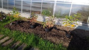 70- ДАЧА.сажаю Новые ГОРТЕНЗИИ..2 часть(02.10.-03.10.21)